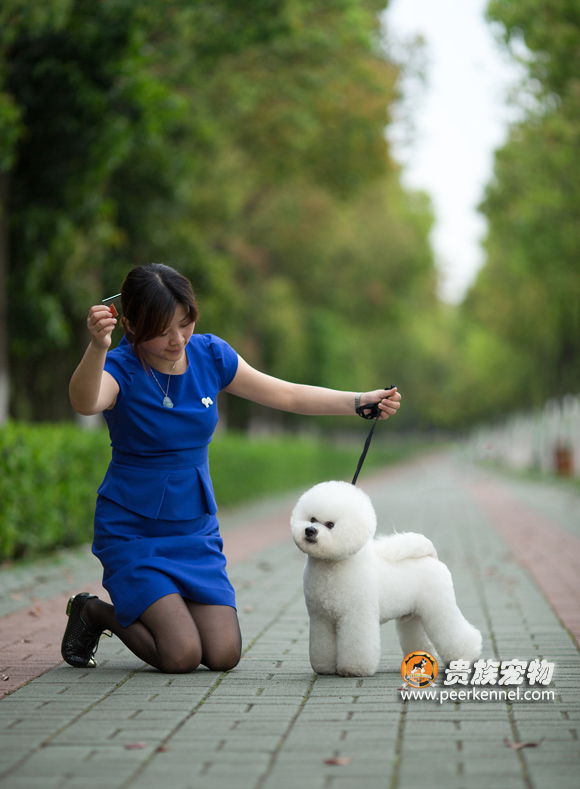 寵物美容培訓(xùn)/武漢貴族鼎盛寵物有限公司 