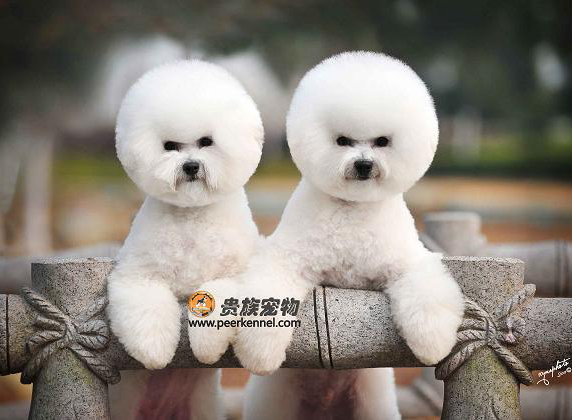 全美排行一血系——Winter(冬天)